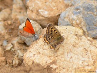 Da Atei (Lycaena thetis)