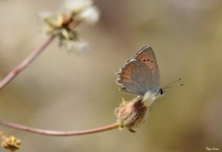 Da Atei (Lycaena thetis)