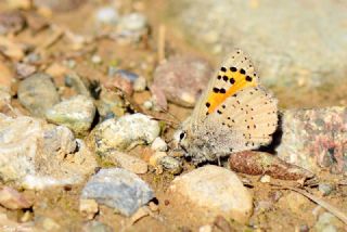 Kafkasya Gelincii (Tomares callimachus)
