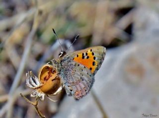 Kafkasya Gelincii (Tomares callimachus)