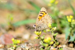 Kafkasya Gelincii (Tomares callimachus)