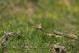 Kafkasya Gelincii (Tomares callimachus)