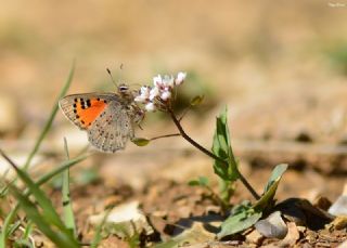 Kafkasya Gelincii (Tomares callimachus)