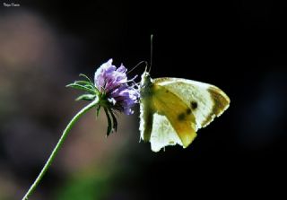 Byk Beyazmelek  (Pieris brassicae)