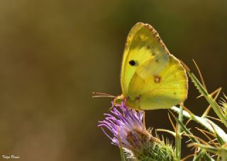 Gzel Azamet (Colias alfacariensis)