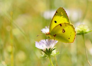 Gzel Azamet (Colias alfacariensis)
