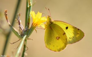 Gzel Azamet (Colias alfacariensis)