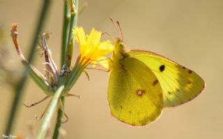 Gzel Azamet (Colias sareptensis)