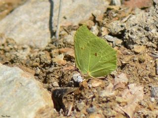 Anadolu Orakkanad (Gonepteryx farinosa)