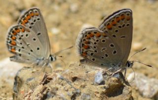 Doulu Esmergz (Plebejus carmon)