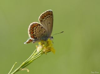 Doulu Esmergz (Plebejus carmon)