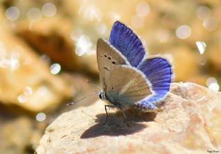 Lacivert Anadolu okgzls (Polyommatus actis )