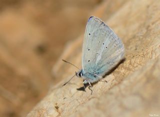 Lacivert Anadolu okgzls (Polyommatus actis )