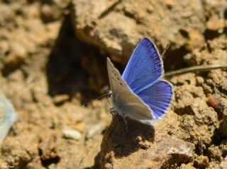 Lacivert Anadolu okgzls (Polyommatus actis )