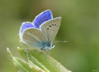 Lacivert Anadolu okgzls (Polyommatus actis )