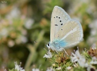 Lacivert Anadolu okgzls (Polyommatus actis )