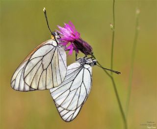 Al Beyaz (Aporia crataegi)