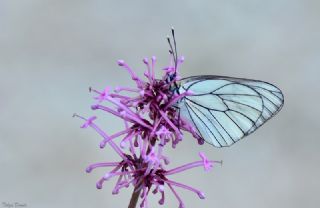 Al Beyaz (Aporia crataegi)