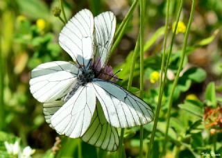Al Beyaz (Aporia crataegi)