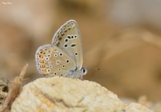 Acem okgzls (Polyommatus alcedo)