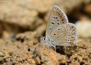 Acem okgzls (Polyommatus alcedo)