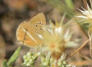 okgzl Lbnan Esmeri (Polyommatus alcestis)