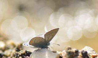 okgzl Gzel Mavi (Polyommatus bellis)