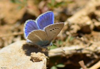 Lacivert Anadolu okgzls (Polyommatus actis )