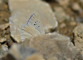 Glek okgzls (Polyommatus cilicius)