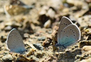 okgzl Rus Mavisi (Polyommatus coelestina)