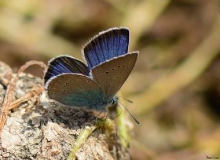 okgzl Rus Mavisi (Polyommatus coelestina)