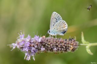 okgzl Kk Turan Mavisi (Polyommatus cornelius)