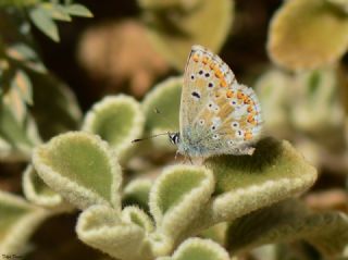 okgzl Anadolu Mavisi (Aricia crassipunctus)