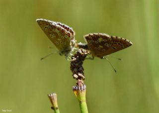 okgzl Anadolu Mavisi (Aricia crassipunctus)