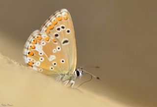 okgzl Anadolu Mavisi (Aricia crassipunctus)
