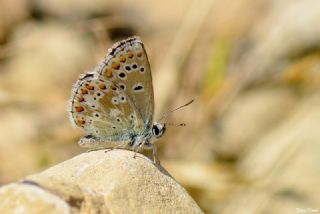okgzl Anadolu Mavisi (Aricia crassipunctus)