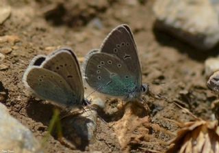 okgzl Diana Mavisi (Polyommatus diana)