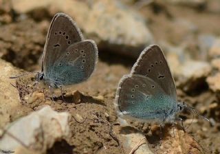 okgzl Diana Mavisi (Polyommatus diana)