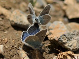okgzl Diana Mavisi (Polyommatus diana)