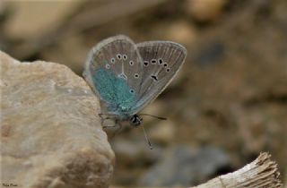 okgzl Diana Mavisi (Polyommatus diana)