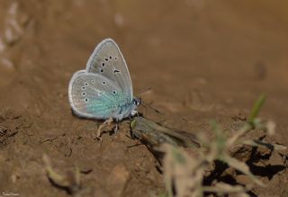 okgzl Diana Mavisi (Polyommatus diana)