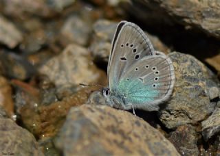 okgzl Diana Mavisi (Polyommatus diana)