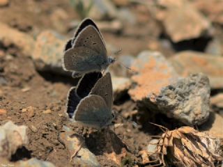 okgzl Diana Mavisi (Polyommatus diana)