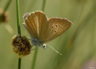 okgzl Lbnan Esmeri (Polyommatus alcestis)