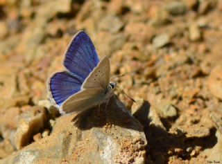 Lacivert Anadolu okgzls (Polyommatus actis )