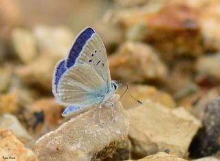 Lacivert Anadolu okgzls (Polyommatus actis )