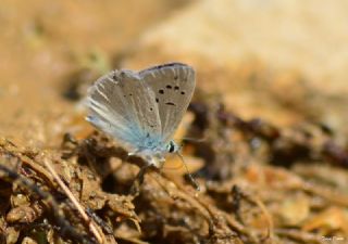 Lacivert Anadolu okgzls (Polyommatus actis )