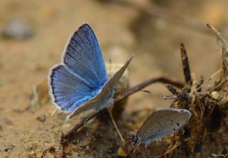 okgzl figenya (Polyommatus iphigenia)