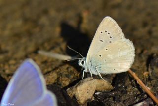 okgzl Toros Mavisi (Aricia isauricus)