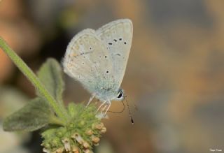 okgzl Toros Mavisi (Aricia isauricus)